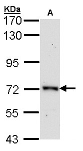 ORC2L / ORC2 Antibody - Sample (30 ug of whole cell lysate). A: Raji. 7.5% SDS PAGE. ORC2 antibody. ORC2L / ORC2 antibody diluted at 1:1000.