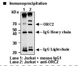 ORC2L / ORC2 Antibody