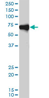 ORC2L / ORC2 Antibody - ORC2L monoclonal antibody (M01), clone 3E11-1G5. Western blot of ORC2L expression in HeLa NE.