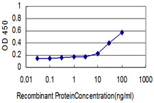 ORC2L / ORC2 Antibody - Detection limit for recombinant GST tagged ORC2L is approximately 0.3 ng/ml as a capture antibody.