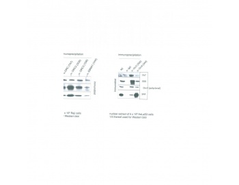 ORC2L / ORC2 Antibody - Western blot of ORC2L / ORC2 antibody.