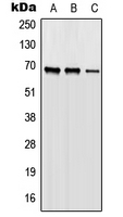 ORC2L / ORC2 Antibody - Western blot analysis of ORC2 expression in HEK293T (A); Raw264.7 (B); H9C2 (C) whole cell lysates.