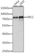 ORC2L / ORC2 Antibody - Western blot analysis of extracts of various cell lines using ORC2 Polyclonal Antibody at dilution of 1:1000.