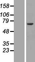 ORC2L / ORC2 Protein - Western validation with an anti-DDK antibody * L: Control HEK293 lysate R: Over-expression lysate