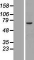 ORC2L / ORC2 Protein - Western validation with an anti-DDK antibody * L: Control HEK293 lysate R: Over-expression lysate