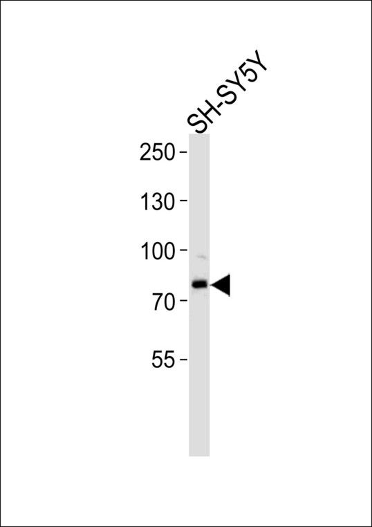 ORC3L / ORC3 Antibody - ORC3L Antibody western blot of SH-SY5Y cell line lysates (35 ug/lane). The ORC3L antibody detected the ORC3L protein (arrow).