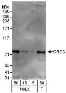 ORC3L / ORC3 Antibody - Detection of Human ORC3 by Western Blot. Samples: Whole cell lysate from HeLa (5, 15 and 50 ug) and 293T (T; 50 ug) cells. Antibodies: Affinity purified rabbit anti-ORC3 antibody used for WB at 0.04 ug/ml. Detection: Chemiluminescence with an exposure time of 30 seconds.