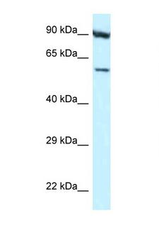 ORC3L / ORC3 Antibody - ORC3 / ORC3L antibody Western blot of HepG2 Cell lysate. Antibody concentration 1 ug/ml.  This image was taken for the unconjugated form of this product. Other forms have not been tested.