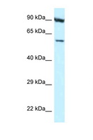 ORC3L / ORC3 Antibody - ORC3 / ORC3L antibody Western blot of HepG2 Cell lysate. Antibody concentration 1 ug/ml.  This image was taken for the unconjugated form of this product. Other forms have not been tested.
