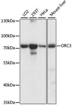 ORC3L / ORC3 Antibody - Western blot analysis of extracts of various cell lines, using ORC3 antibody at 1:1000 dilution. The secondary antibody used was an HRP Goat Anti-Rabbit IgG (H+L) at 1:10000 dilution. Lysates were loaded 25ug per lane and 3% nonfat dry milk in TBST was used for blocking. An ECL Kit was used for detection and the exposure time was 30s.