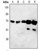 ORC3L / ORC3 Antibody - Western blot analysis of ORC3 expression in HEK293T (A), Hela (B), A549 (C), H9C2 (D), Raw264.7 (E) whole cell lysates.
