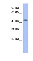 ORC4L / ORC4 Antibody - ORC4 / ORC4L antibody Western blot of Fetal Liver lysate. This image was taken for the unconjugated form of this product. Other forms have not been tested.