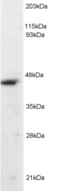 ORC4L / ORC4 Antibody - Antibody (2 ug/ml) staining of Jurkat lysate (RIPA buffer, 1.4E5 cells per lane). Detected by Western blot of chemiluminescence.