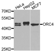 ORC4L / ORC4 Antibody - Western blot analysis of extracts of various cell lines.
