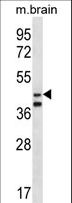 ORC5 Antibody - ORC5L Antibody western blot of mouse brain tissue lysates (35 ug/lane). The ORC5L antibody detected the ORC5L protein (arrow).