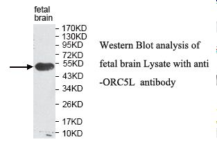 ORC5 Antibody