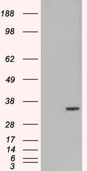 ORC6 / ORC6L Antibody - HEK293 overexpressing ORC6L (RC209054) and probed (mock transfection in first lane)