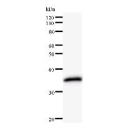 ORC6 / ORC6L Antibody - Western blot analysis of immunized recombinant protein, using anti-ORC6L monoclonal antibody.