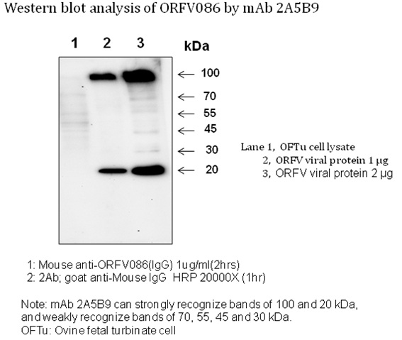 ORFV086 Antibody