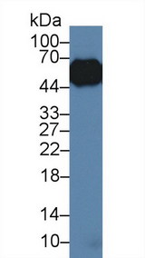 ORM1 / Orosomucoid Antibody - Western Blot; Sample: Porcine Lung lysate; Primary Ab: 3µg/ml Rabbit Anti-Porcine a1AGP Antibody Second Ab: 0.2µg/mL HRP-Linked Caprine Anti-Rabbit IgG Polyclonal Antibody