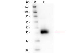 ORM1 / Orosomucoid Antibody - Western Blot of Alpha-1-Acid Glycoprotein (Human Plasma) Antibody. Lane 1: Alpha-1-Acid Glycoprotein (Human Plasma). Load: 50 ng. Primary antibody: Alpha-1-Acid Glycoprotein (Human Plasma) antibody at 1:1,000 overnight at 4°C. Secondary antibody: HRP conjugated rabbit secondary antibody at 1:40,000 for 30 min at RT. Block: MB-070 for 30 min at RT. Predicted/Observed size: Predicted at 24 kDa/Observed - 40 kDa; protein migrates at 40 kDa.