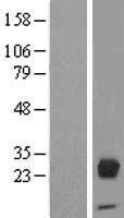 ORM2 / Orosomucoid 2 Protein - Western validation with an anti-DDK antibody * L: Control HEK293 lysate R: Over-expression lysate