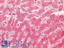 OS9 Antibody - Human Liver, Hepatic Cells: Formalin-Fixed, Paraffin-Embedded (FFPE)