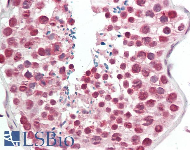 OS9 Antibody - Anti-OS9 antibody IHC staining of human testis. Immunohistochemistry of formalin-fixed, paraffin-embedded tissue after heat-induced antigen retrieval.  This image was taken for the unconjugated form of this product. Other forms have not been tested.