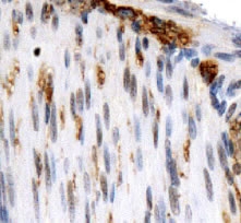 OS9 Antibody - Staining of OS-9 in mouse smooth muscle.  This image was taken for the unconjugated form of this product. Other forms have not been tested.