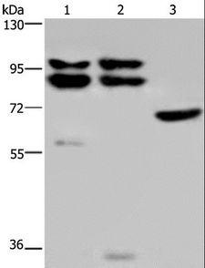 OS9 Antibody - Western blot analysis of HeLa, 231 and NIH/3T3 cell, using OS9 Polyclonal Antibody at dilution of 1:200.