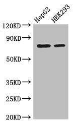 OS9 Antibody - Positive WB detected in:HepG2 whole cell lysate,HEK293 whole cell lysate;All lanes:OS9 antibody at 3.4?g/ml;Secondary;Goat polyclonal to rabbit IgG at 1/50000 dilution;Predicted band size: 76,70,68,74,66,64,61 KDa;Observed band size: 76 KDa;