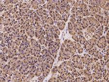 OS9 Antibody - Immunochemical staining of human OS9 in human pancreas with rabbit polyclonal antibody at 1:100 dilution, formalin-fixed paraffin embedded sections.