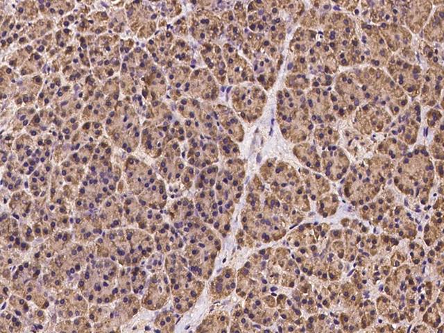 OS9 Antibody - Immunochemical staining of human OS9 in human pancreas with rabbit polyclonal antibody at 1:100 dilution, formalin-fixed paraffin embedded sections.