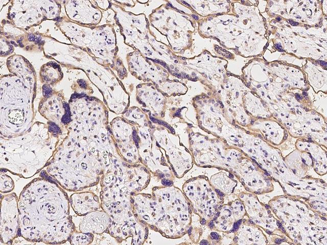 OS9 Antibody - Immunochemical staining of human OS9 in human placenta with rabbit polyclonal antibody at 1:100 dilution, formalin-fixed paraffin embedded sections.
