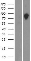 OS9 Protein - Western validation with an anti-DDK antibody * L: Control HEK293 lysate R: Over-expression lysate