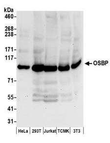 OSBP Antibody - Detection of human and mouse OSBP by western blot. Samples: Whole cell lysate (50 µg) from HeLa, HEK293T, Jurkat, mouse TCMK-1, and mouse NIH 3T3 cells prepared using NETN lysis buffer. Antibodies: Affinity purified rabbit anti-OSBP antibody used for WB at 0.1 µg/ml. Detection: Chemiluminescence with an exposure time of 30 seconds.