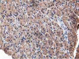OSBP Antibody - IHC of paraffin-embedded Human pancreas tissue using anti-OSBP mouse monoclonal antibody. (Heat-induced epitope retrieval by 10mM citric buffer, pH6.0, 100C for 10min).