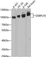 OSBPL10 Antibody - Western blot analysis of extracts of various cell lines using OSBPL10 Polyclonal Antibody at dilution of 1:3000.