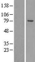 OSBPL10 Protein - Western validation with an anti-DDK antibody * L: Control HEK293 lysate R: Over-expression lysate