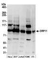 OSBPL11 Antibody - Detection of human and mouse ORP11 by western blot. Samples: Whole cell lysate (50 µg) from HeLa, HEK293T, Jurkat, mouse TCMK-1, and mouse NIH 3T3 cells prepared using NETN lysis buffer. Antibodies: Affinity purified rabbit anti-ORP11 antibody used for WB at 0.1 µg/ml. Detection: Chemiluminescence with an exposure time of 3 minutes.