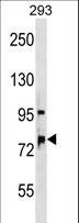 OSBPL11 Antibody - OSBPL11 Antibody western blot of 293 cell line lysates (35 ug/lane). The OSBPL11 antibody detected the OSBPL11 protein (arrow).
