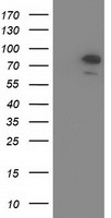 OSBPL11 Antibody - HEK293T cells were transfected with the pCMV6-ENTRY control (Left lane) or pCMV6-ENTRY OSBPL11 (Right lane) cDNA for 48 hrs and lysed. Equivalent amounts of cell lysates (5 ug per lane) were separated by SDS-PAGE and immunoblotted with anti-OSBPL11.