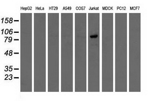 OSBPL11 Antibody - Western blot of extracts (35 ug) from 9 different cell lines by using anti-OSBPL11 monoclonal antibody.
