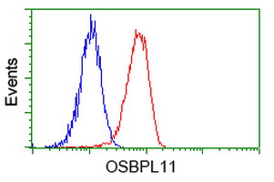 OSBPL11 Antibody - Flow cytometry of HeLa cells, using anti-OSBPL11 antibody, (Red), compared to a nonspecific negative control antibody, (Blue).