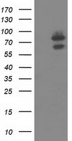 OSBPL11 Antibody - HEK293T cells were transfected with the pCMV6-ENTRY control (Left lane) or pCMV6-ENTRY OSBPL11 (Right lane) cDNA for 48 hrs and lysed. Equivalent amounts of cell lysates (5 ug per lane) were separated by SDS-PAGE and immunoblotted with anti-OSBPL11.