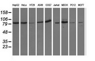 OSBPL11 Antibody - Western blot of extracts (35 ug) from 9 different cell lines by using anti-OSBPL11 monoclonal antibody.