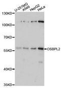 OSBPL2 Antibody - Western blot analysis of extracts of various cell lines, using OSBPL2 antibody at 1:1000 dilution. The secondary antibody used was an HRP Goat Anti-Rabbit IgG (H+L) at 1:10000 dilution. Lysates were loaded 25ug per lane and 3% nonfat dry milk in TBST was used for blocking. An ECL Kit was used for detection and the exposure time was 5s.