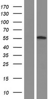OSBPL2 Protein - Western validation with an anti-DDK antibody * L: Control HEK293 lysate R: Over-expression lysate