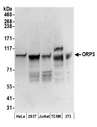 OSBPL3 Antibody - Detection of human and mouse ORP3 by western blot. Samples: Whole cell lysate (50 µg) from HeLa, HEK293T, Jurkat, mouse TCMK-1, and mouse NIH 3T3 cells prepared using NETN lysis buffer. Antibodies: Affinity purified rabbit anti-ORP3 antibody used for WB at 0.1 µg/ml. Detection: Chemiluminescence with an exposure time of 3 minutes.