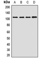 OSBPL3 Antibody